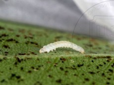 Phyllonorycter robiniella_гусеница латерально